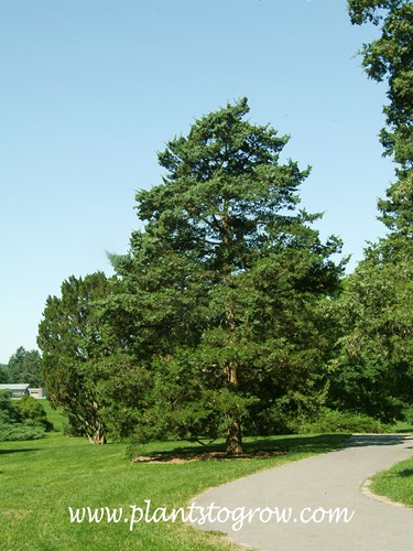 Canaertii Juniper (Juniperus virginiana)
A mature plant